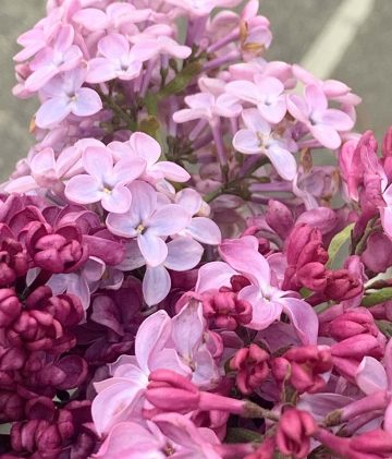 about-cherry-tree-financial-mortgage-advice-york about cherry tree financial mortgage advice in york